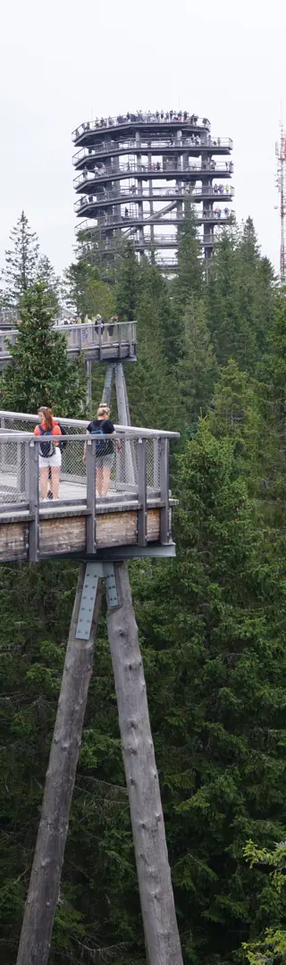 Bachledka Baumwimpfelpfad